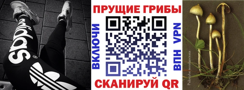 Галлюциногенные грибы Psilocybe Теберда